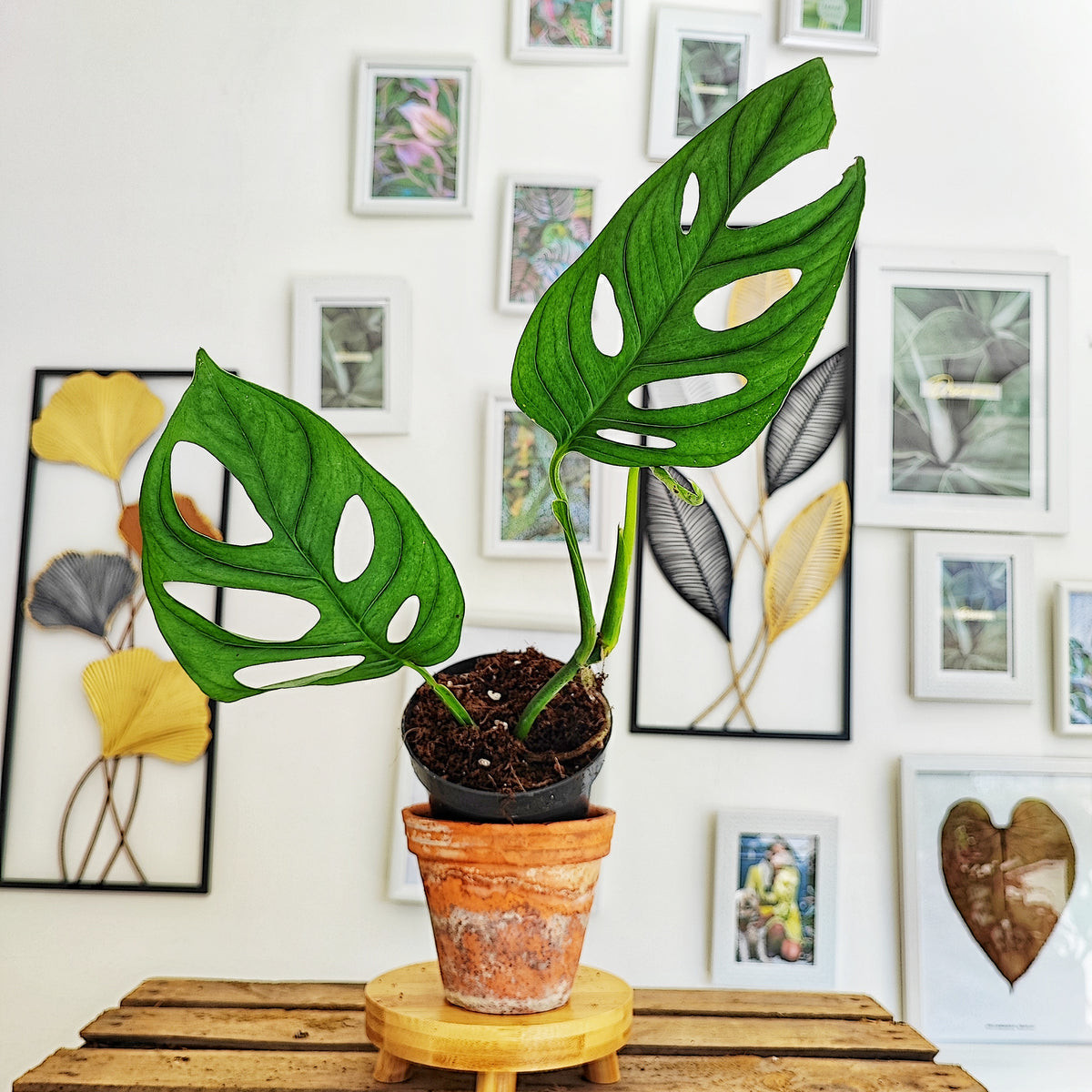 Monstera esqueleto XL bouture monjungle