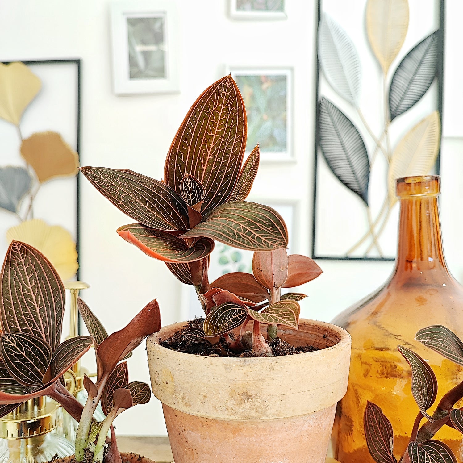 Ludisia disclor RUBY, two cuttings rooted in soil