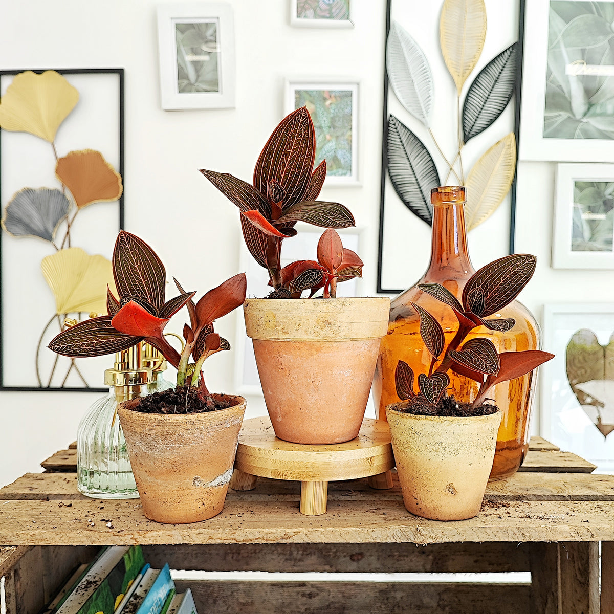 Ludisia disclor RUBY monjungle