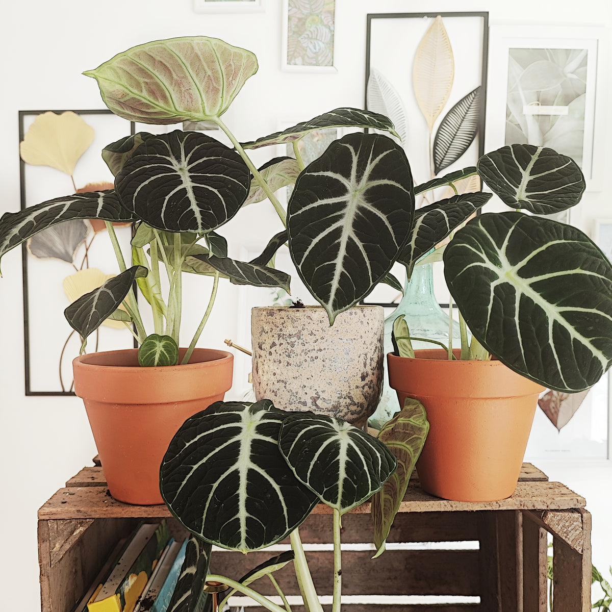 Alocasia Ninja et pas un alocasia Black Velvet monjungle