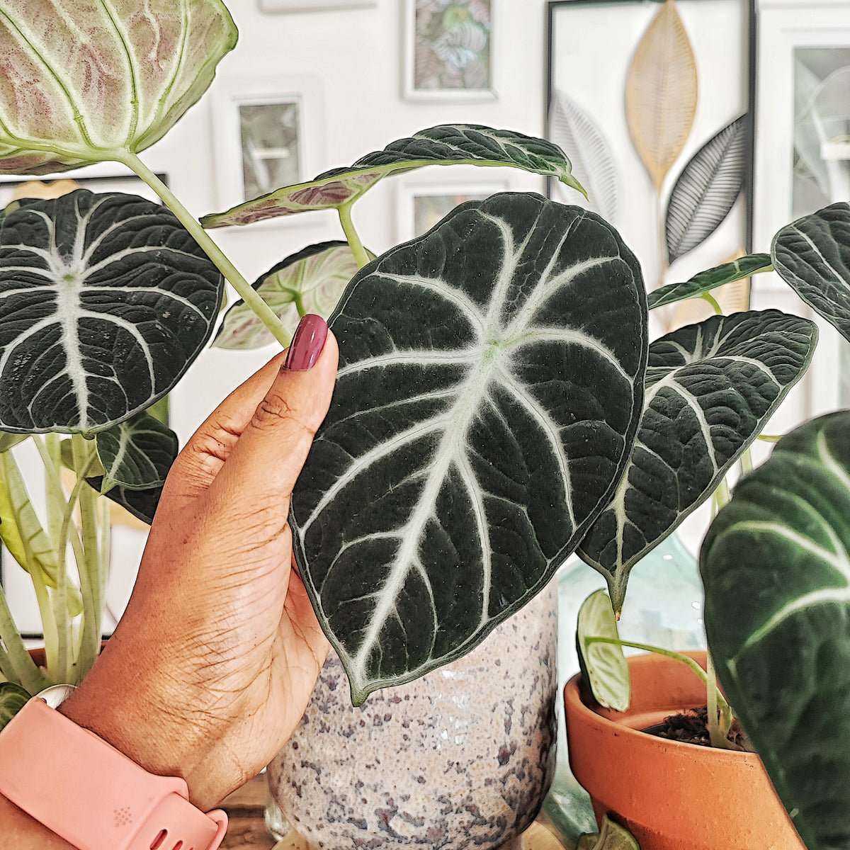 Alocasia Ninja et pas un alocasia Black Velvet monjungle