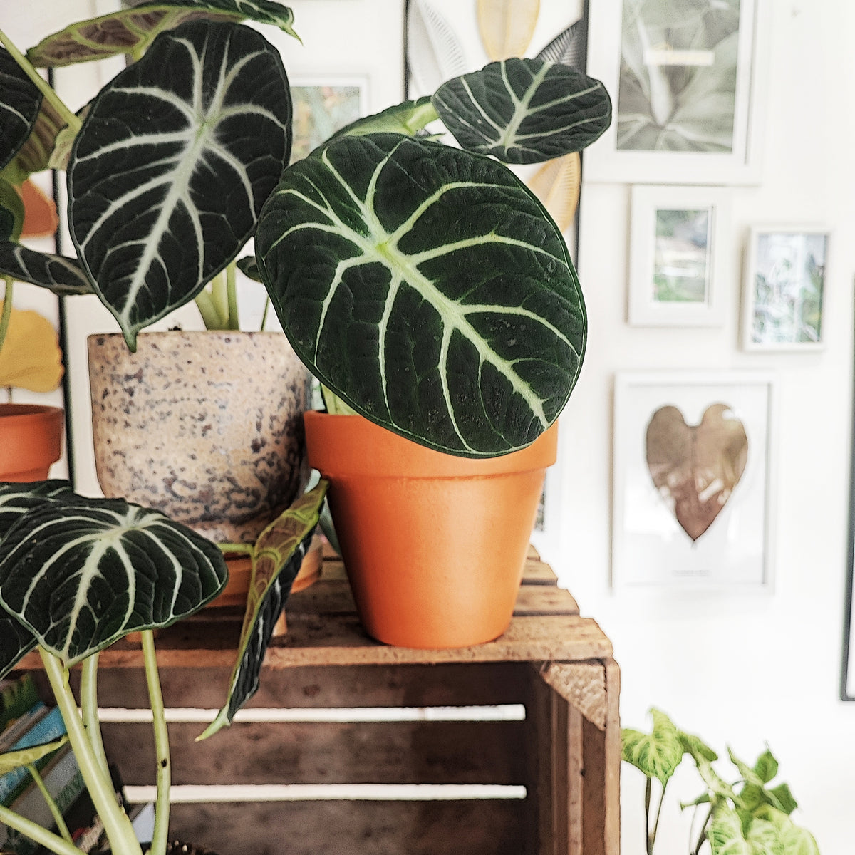 Alocasia Ninja et pas un alocasia Black Velvet monjungle