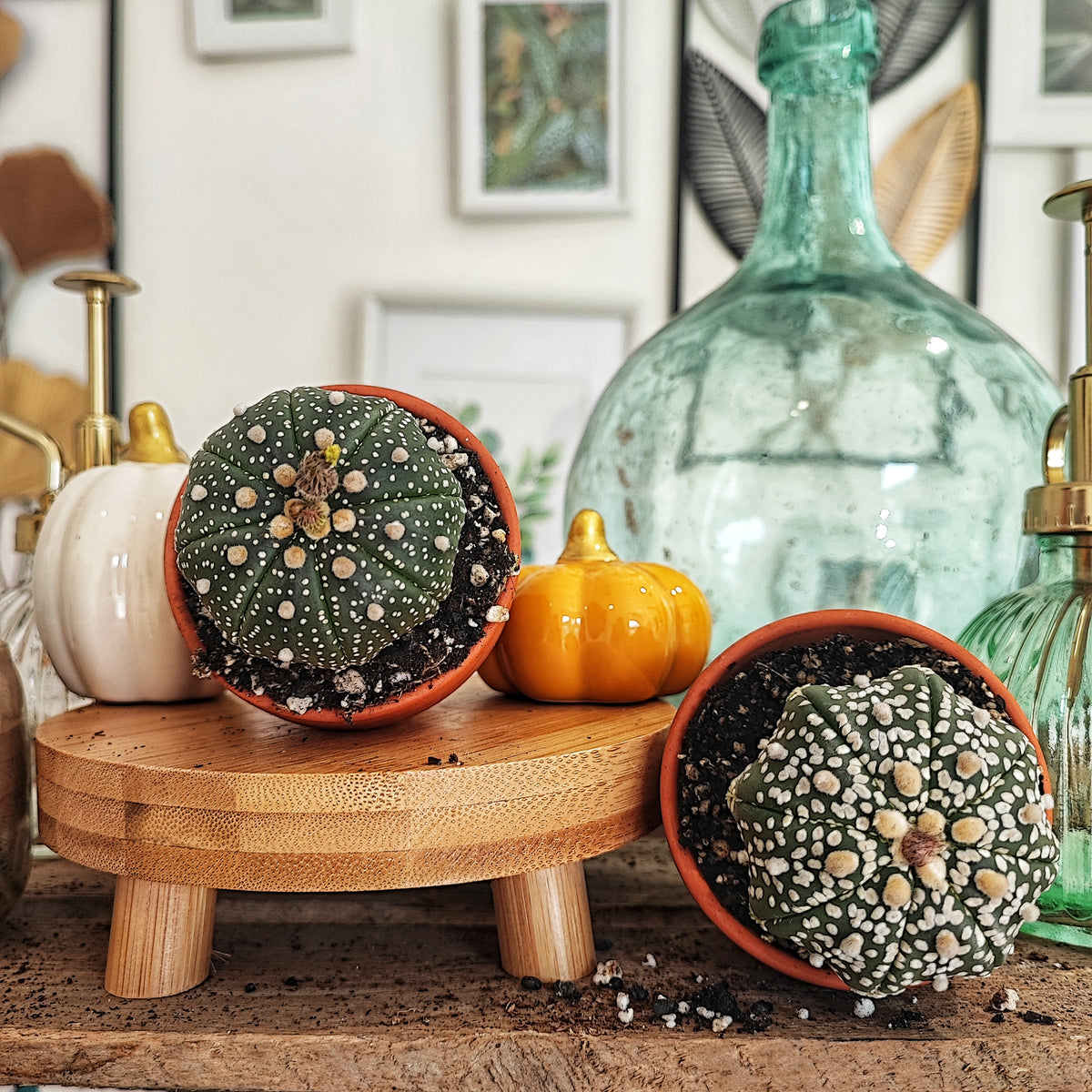 Cactus Astrophytum Asterias SUPER KABUTO monjungle