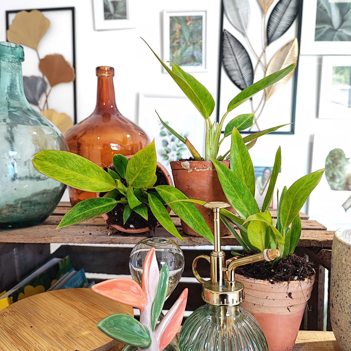 Philodendron Goldiana 'calkins gold' bouture monjungle