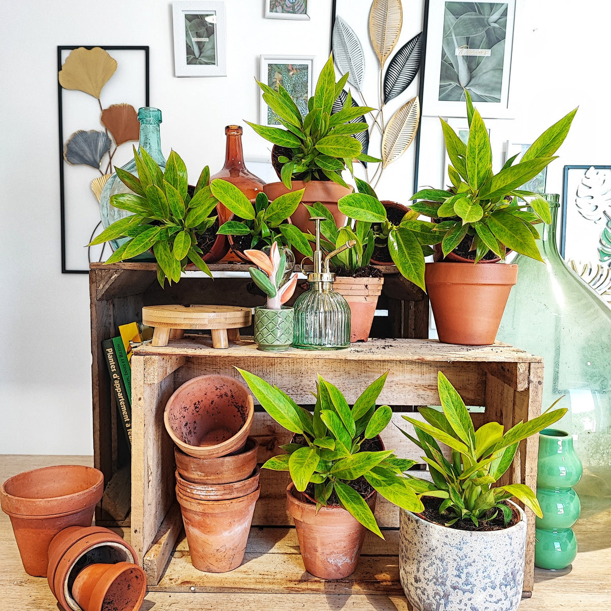 Philodendron Goldiana 'calkins gold' bouture monjungle