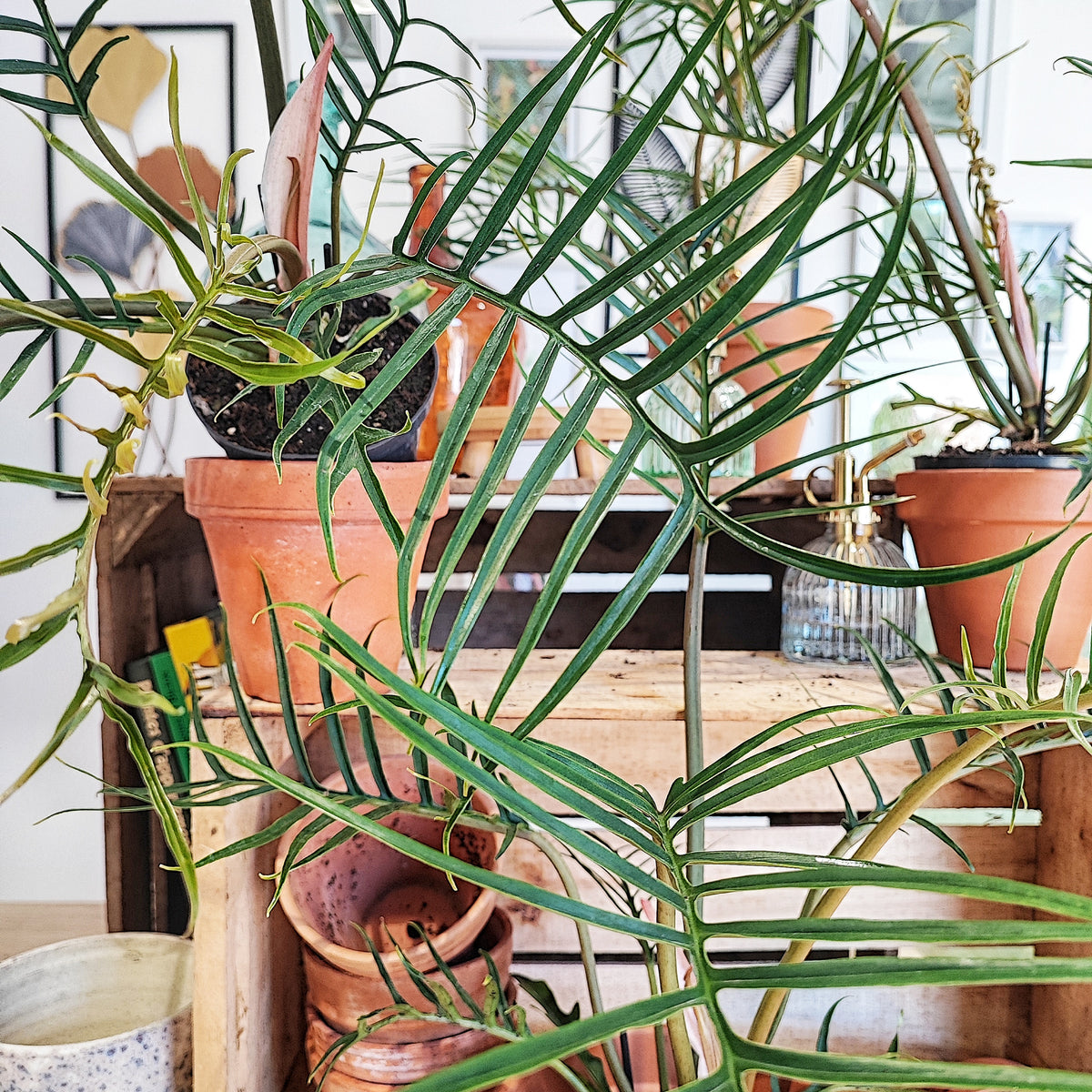 Rare Philodendron Tortum- Philodendron polypodioides - Philodendron Aroid monjungle