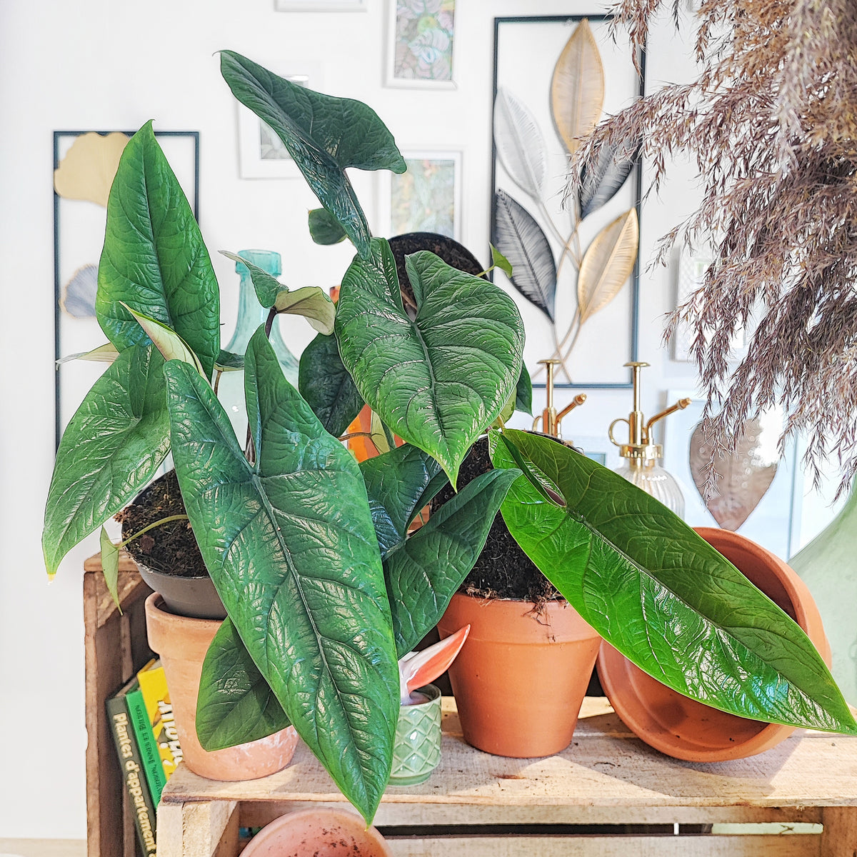 Alocasia Scalprum 3/5 feuilles monjungle