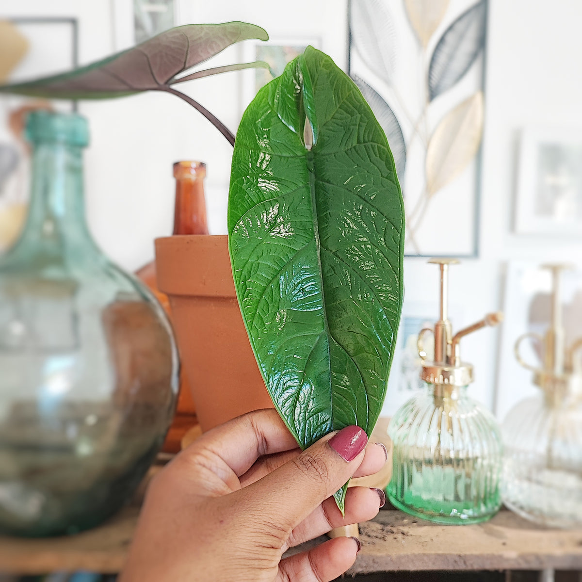 Alocasia Scalprum 3/5 feuilles monjungle
