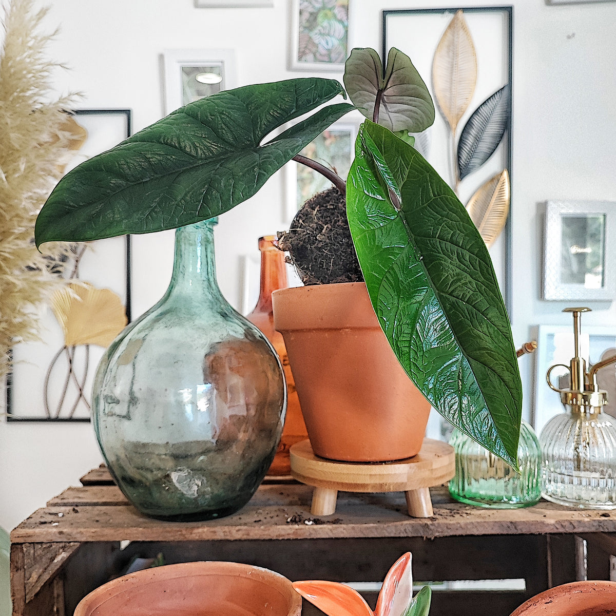 Alocasia Scalprum 3/5 feuilles monjungle