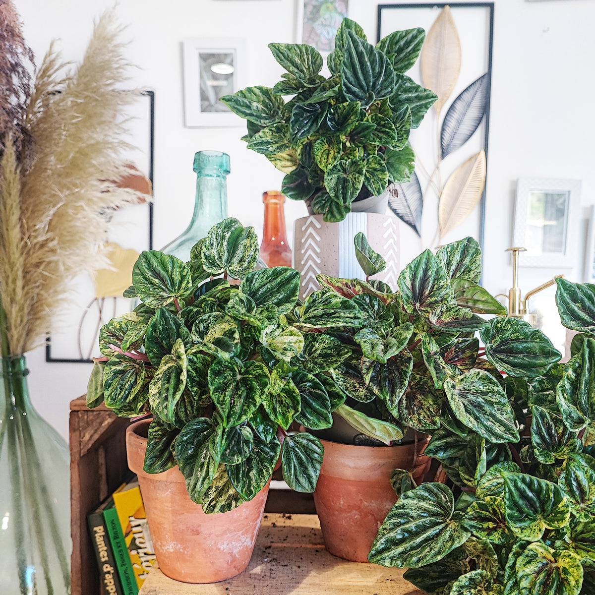 Peperomia Buenos Aires boutures monjungle