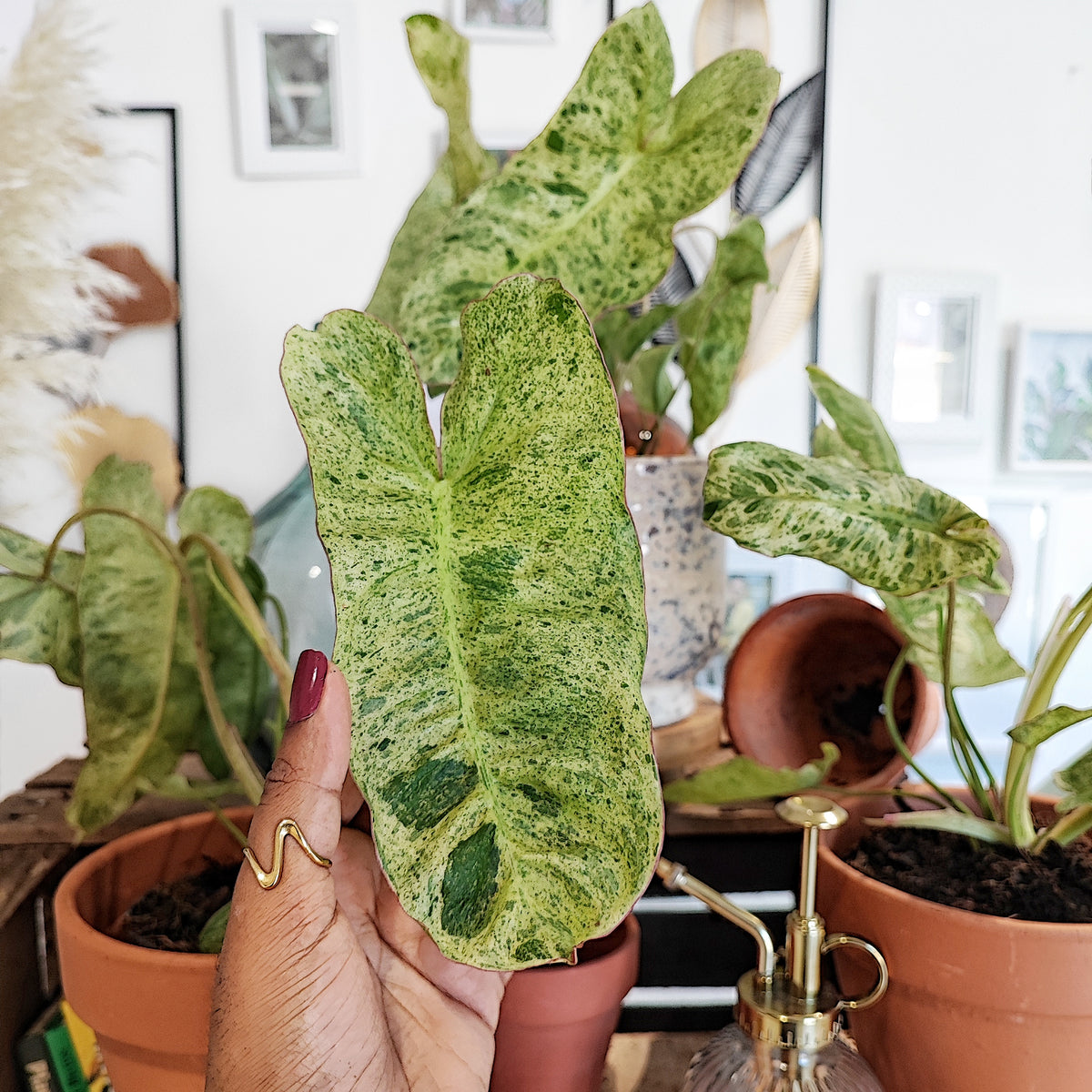 Rare Philodendron PARASIO VERDE, le plus demandé philodendron, Boutures enracinée de Philodendron monjungle