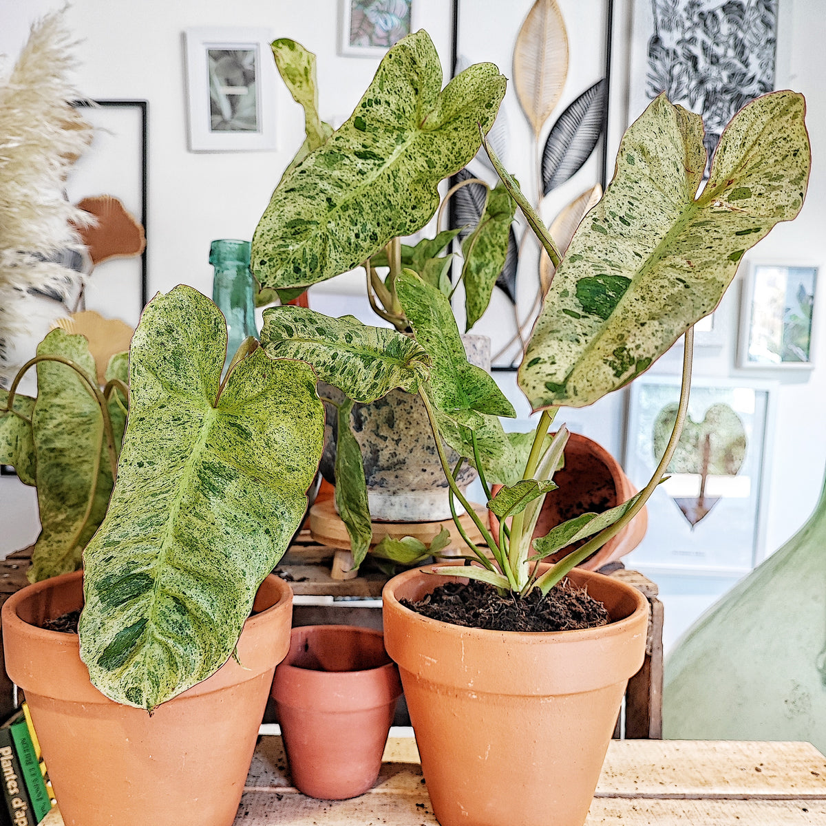 Rare Philodendron PARASIO VERDE, le plus demandé philodendron, Boutures enracinée de Philodendron monjungle