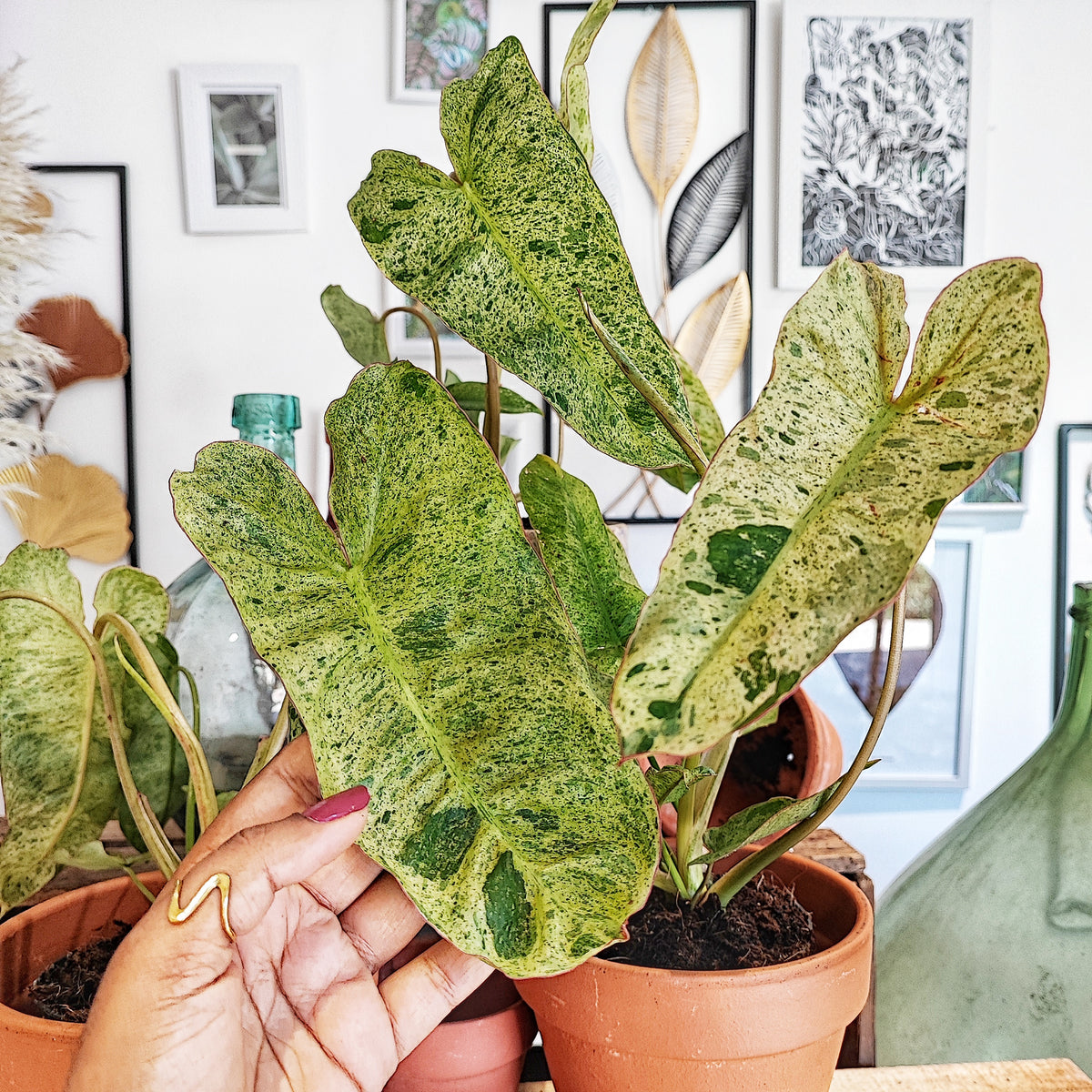 Rare Philodendron PARASIO VERDE, le plus demandé philodendron, Boutures enracinée de Philodendron monjungle