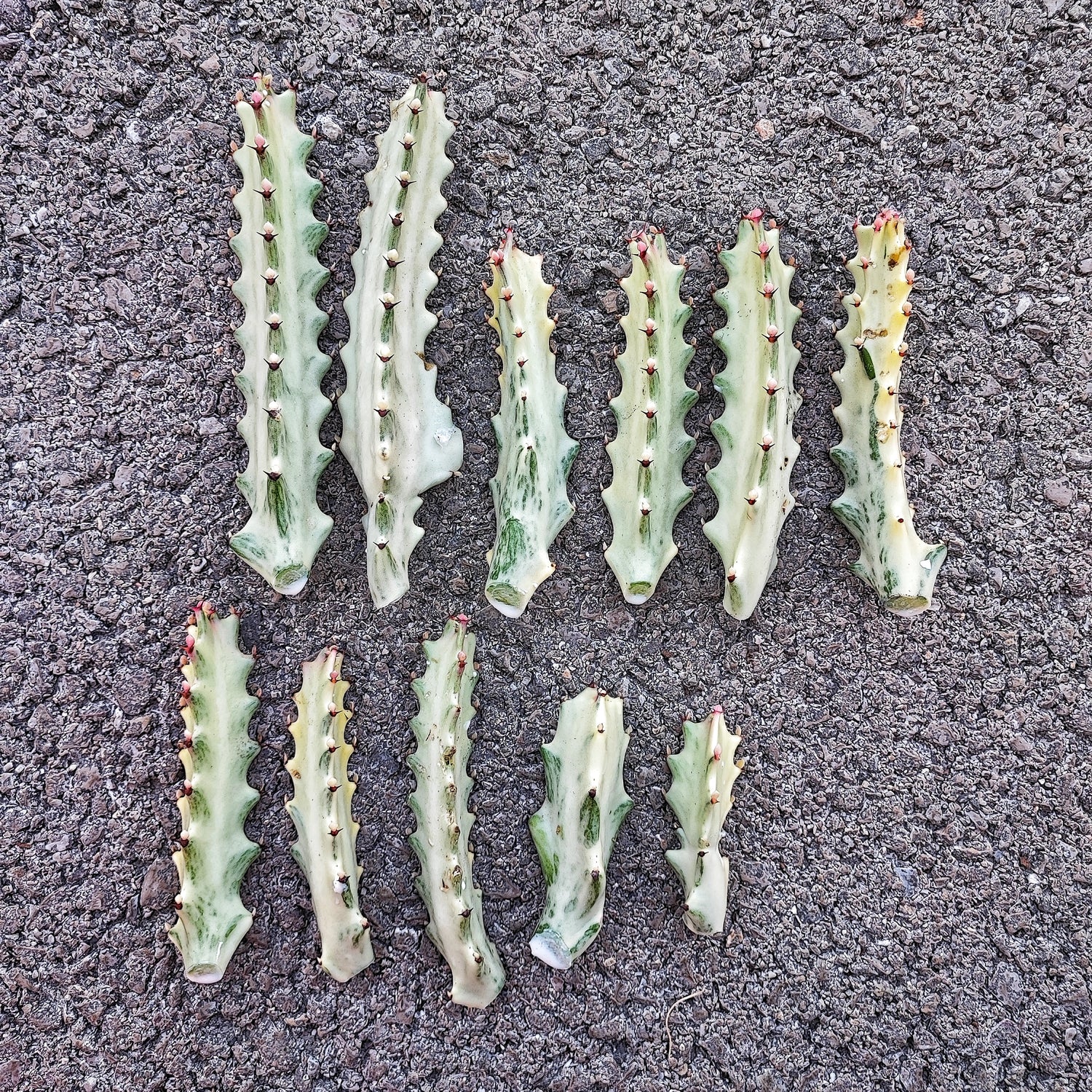 Euphorbia Lactea GHOST cuttings or whole plant