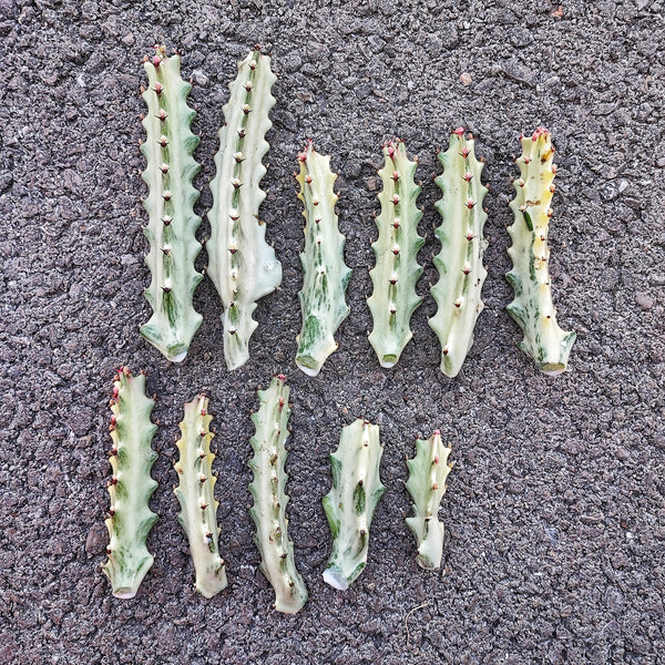 Euphorbia Lactea GHOST cuttings ou plante entière