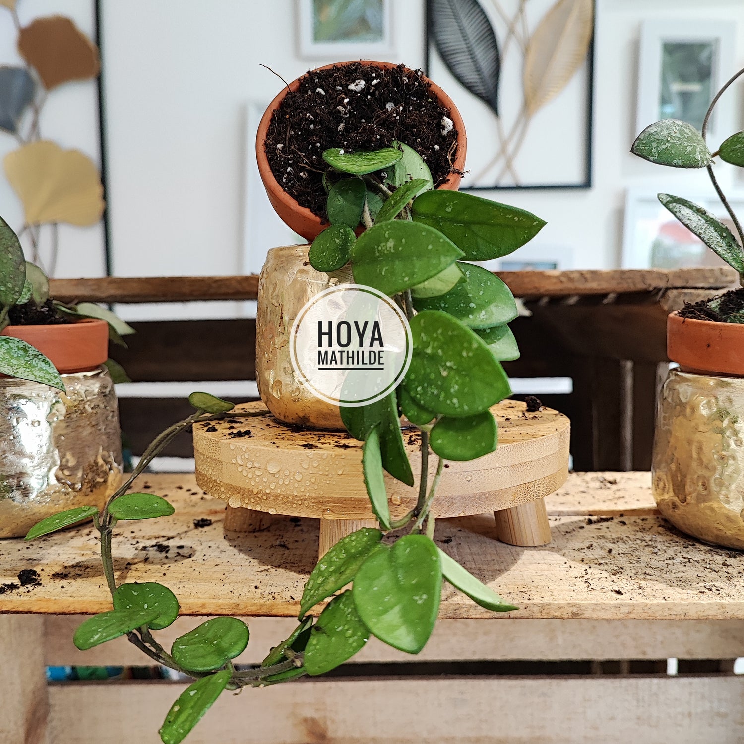 Hoya lot of three, a cutting of hoya mathilde, hoya sigillatis and hoya krohniana splash
