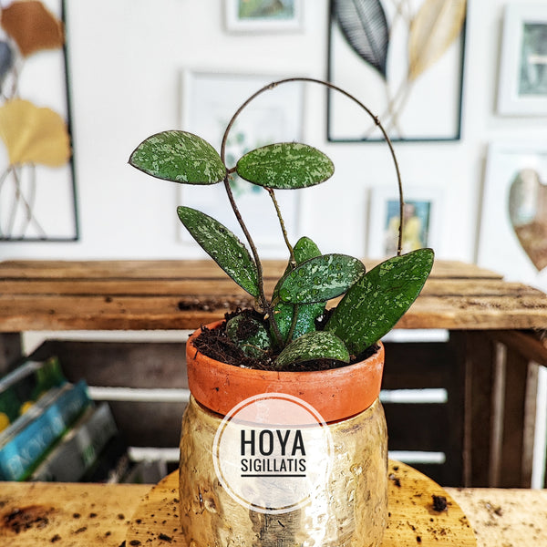 Hoya lot de trois, une bouture de hoya mathilde, hoya sigillatis et hoya krohniana splash