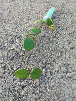 Hoya Mathilde boutures enracinées en terre - Rare bouture de plante fleuri maison - plante d'intérieur hoya - monjungle