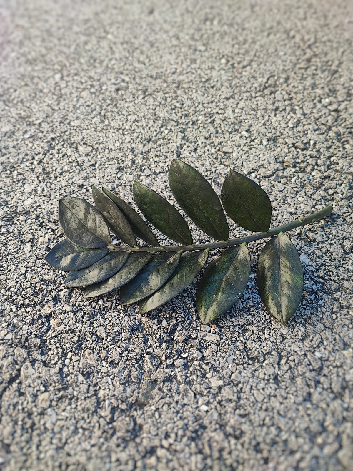 Zamioculcas zamiifolia raven - Magnifique bouture enracinée entre 20-30 cm- Plante bouture feuilles noires monjungle