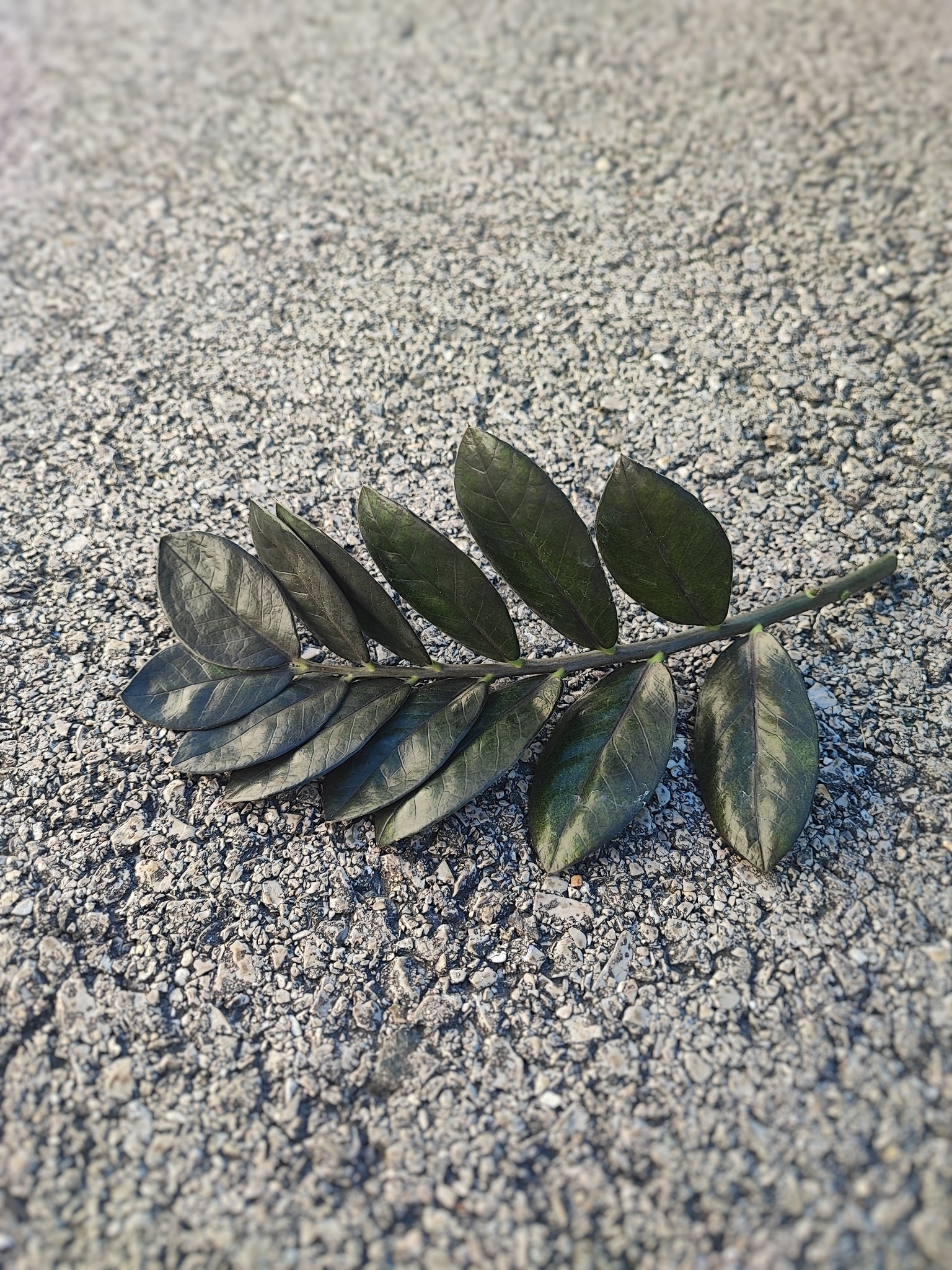 Zamioculcas zamiifolia raven - Magnifique bouture enracinée entre 20-30 cm- Plante bouture feuilles noires - monjungle