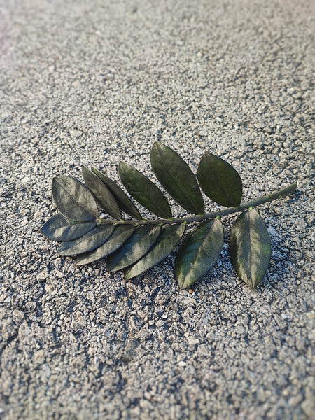 Zamioculcas zamiifolia raven - Magnifique bouture enracinée entre 20-30 cm- Plante bouture feuilles noires - monjungle