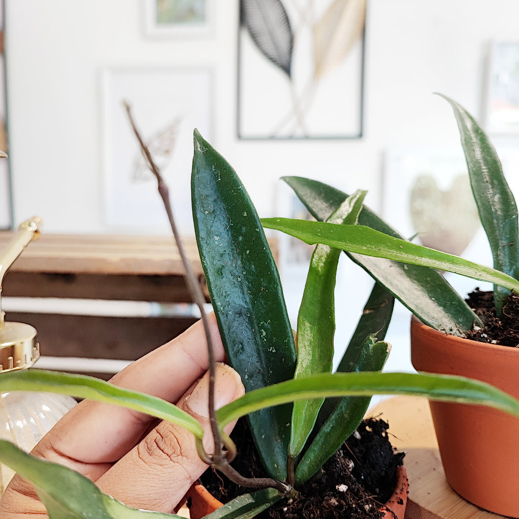 Hoya Minibelle avec la splash, boutures plusieurs tailles vertes foncé