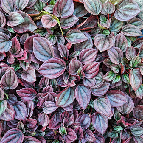 Peperomia CAYENNE bordeaux feuilles