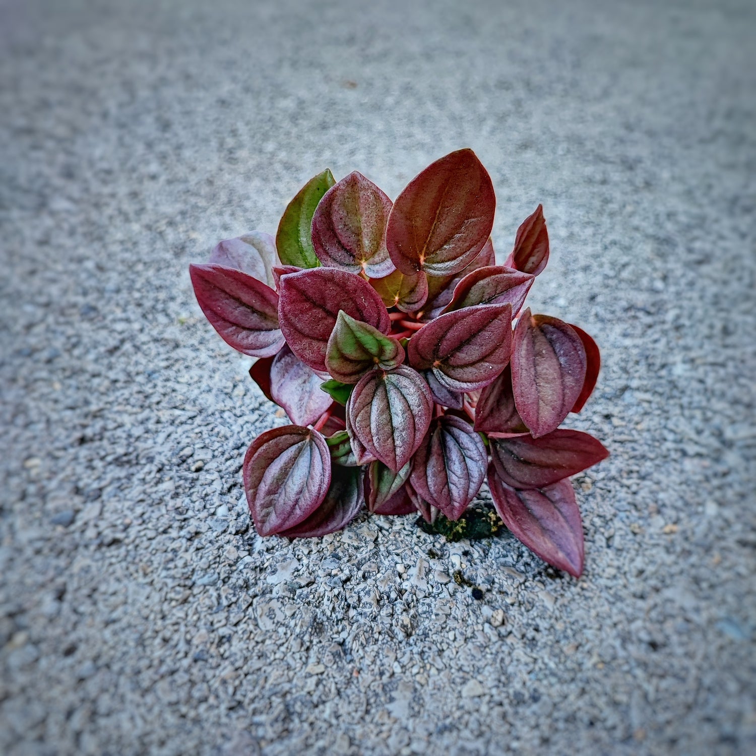 Peperomia CAYENNE bordeaux feuilles