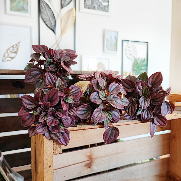 Peperomia CAYENNE bordeaux feuilles