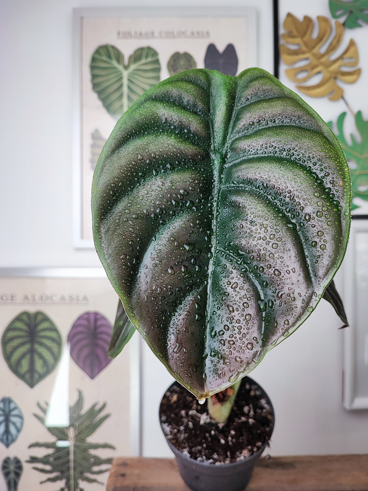 Alocasia- Cuprea RED SECRET S monjungle