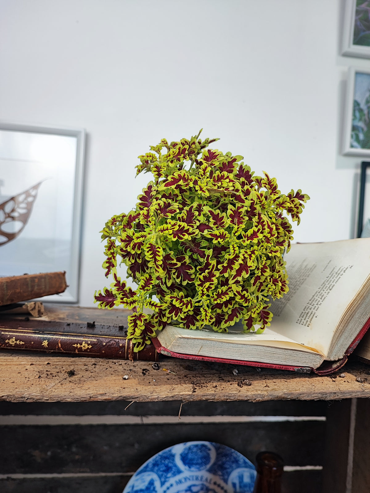 Coleus Love Bird monjungle