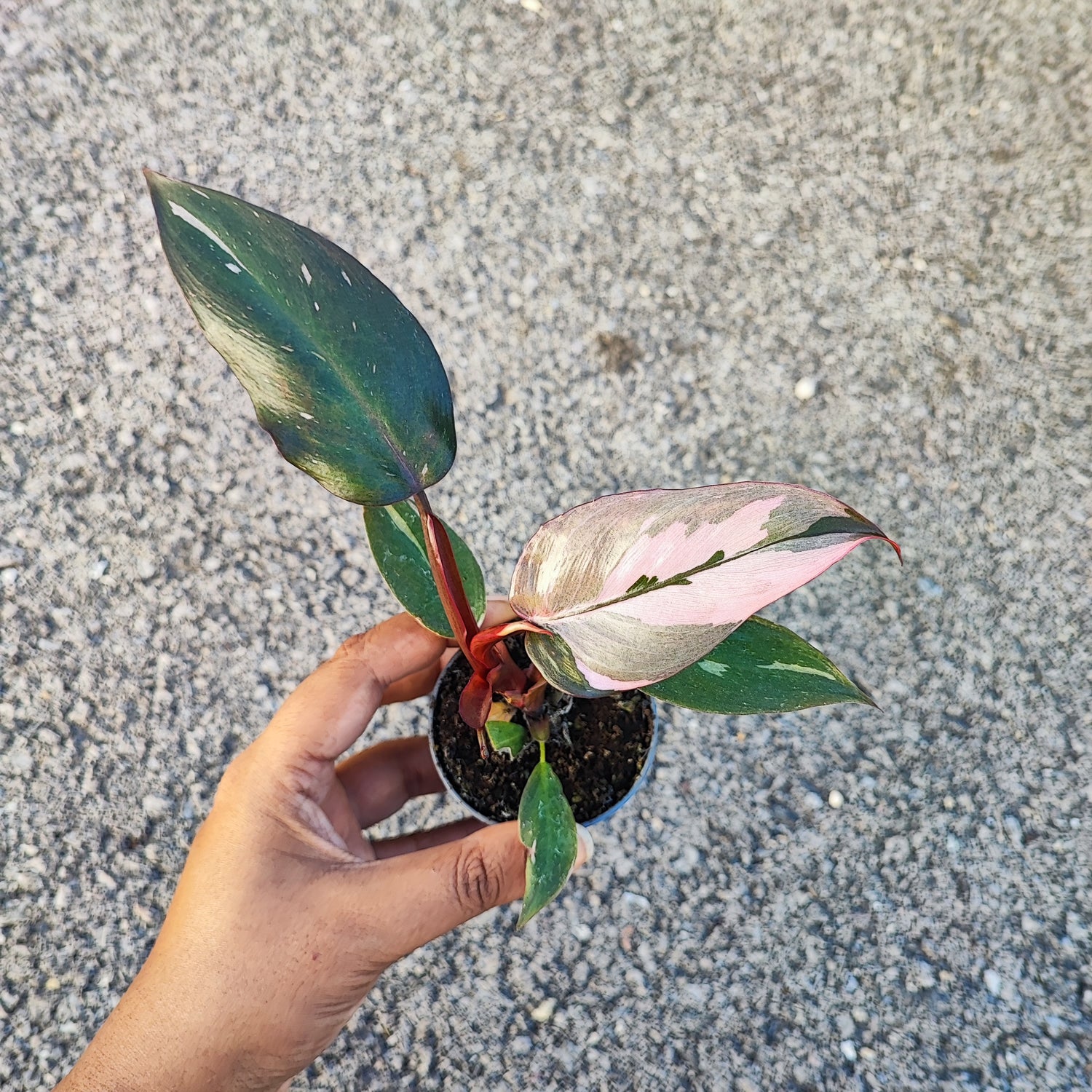 Soldes 24h: Philodendron Pink Princess