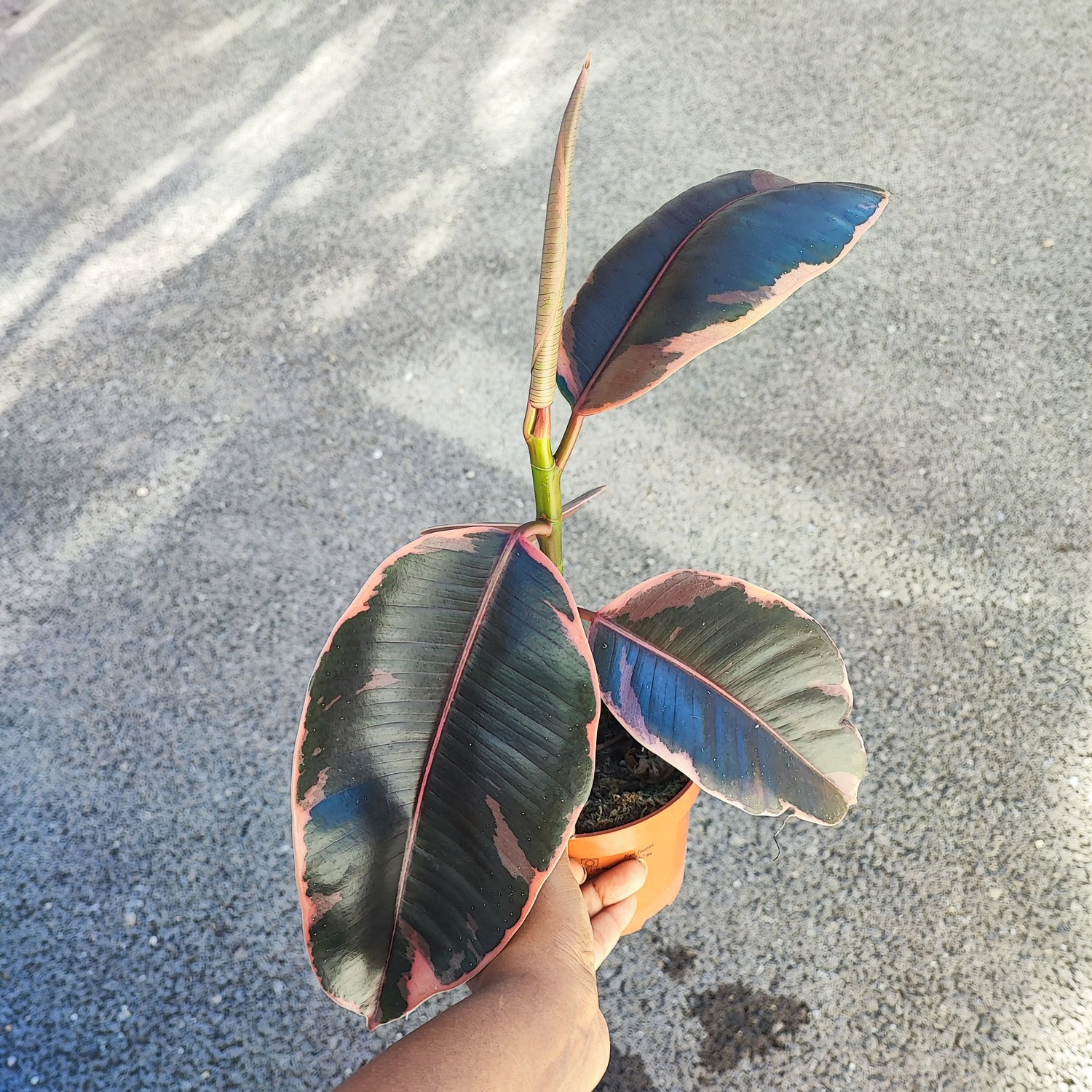 Soldes 24h: Ficus Ruby
