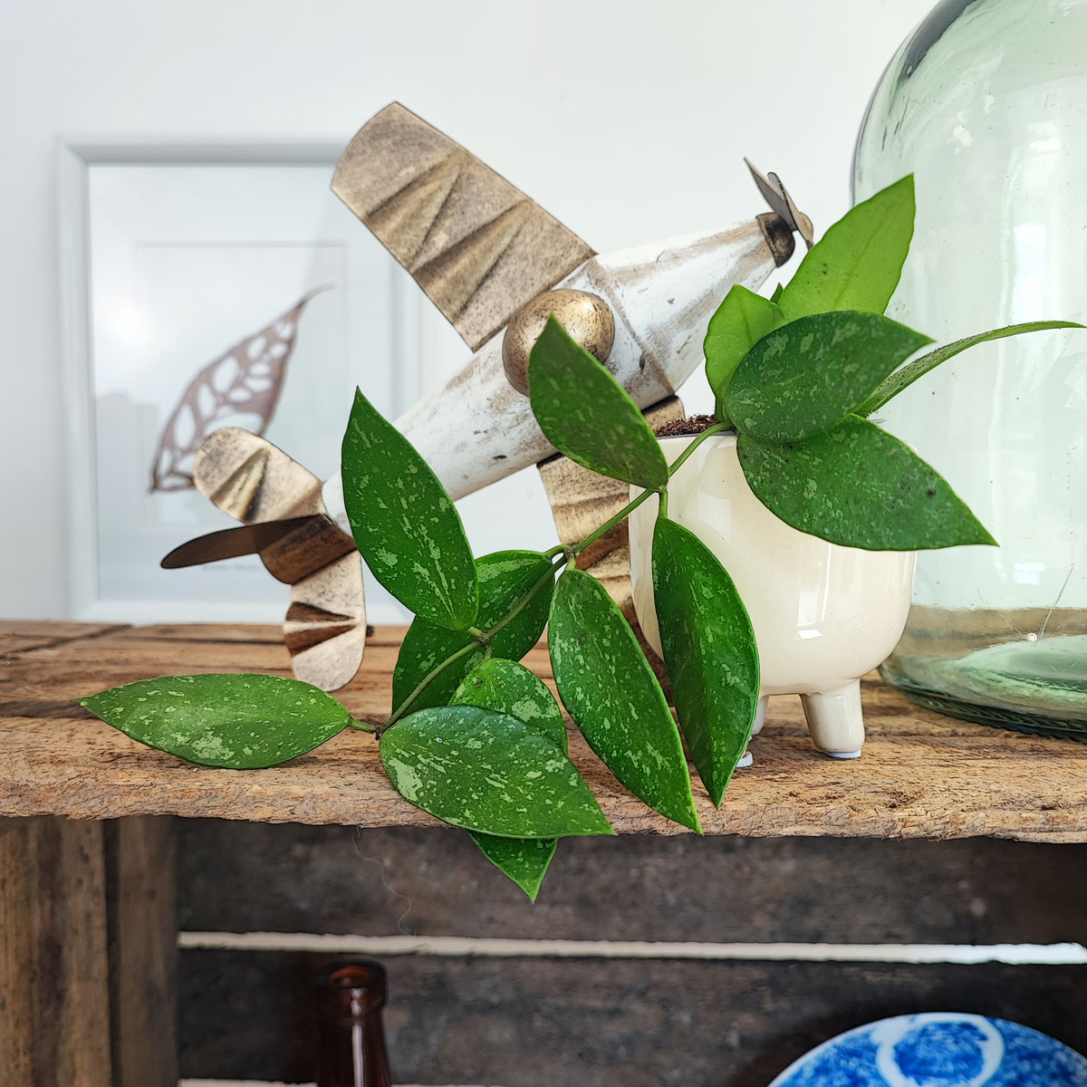 Hoya Memoria monjungle