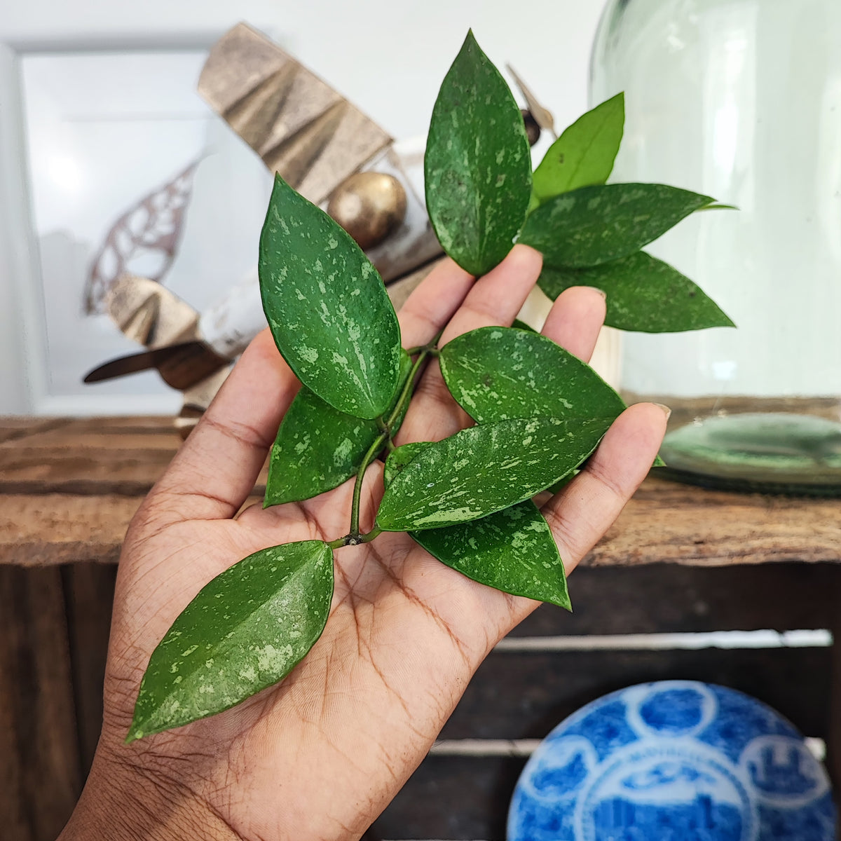 Hoya Memoria monjungle