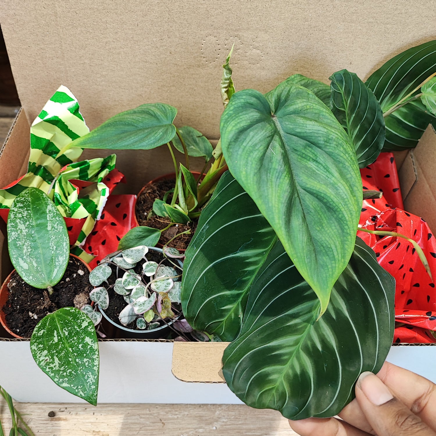 BOX PLANTES Aôut: Maranata CatMoustache,Philodendron Plowmanii, Ceropegia Pink Variegata, Hoya Rangsun. Lot de 4 plantes rares