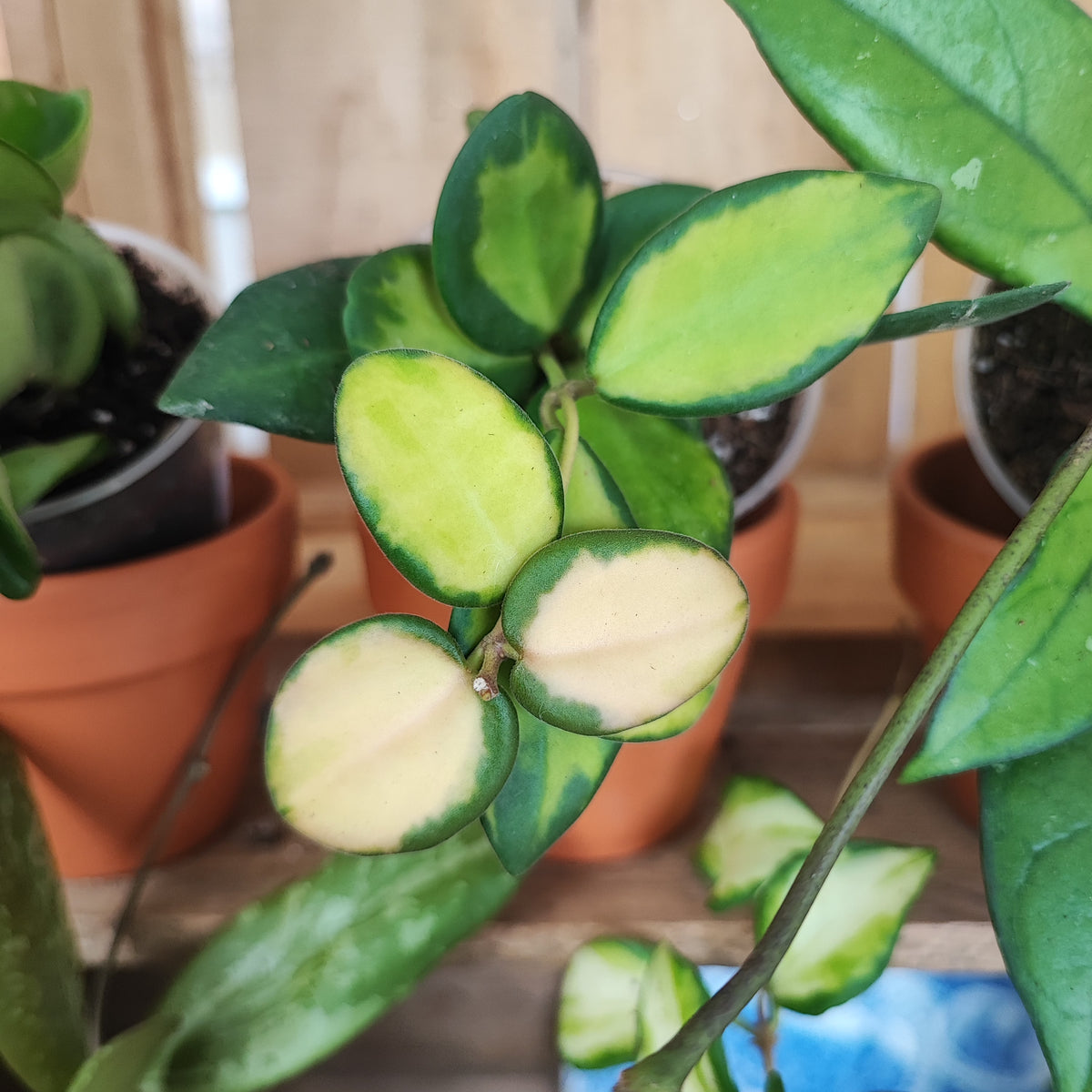 Lot HOYA: compacta hindu rope,hoya heuschkeliana variegata, hoya burtoniae variegata, Hoya sigillatis round leaves, hoya crassipetiolata monjungle