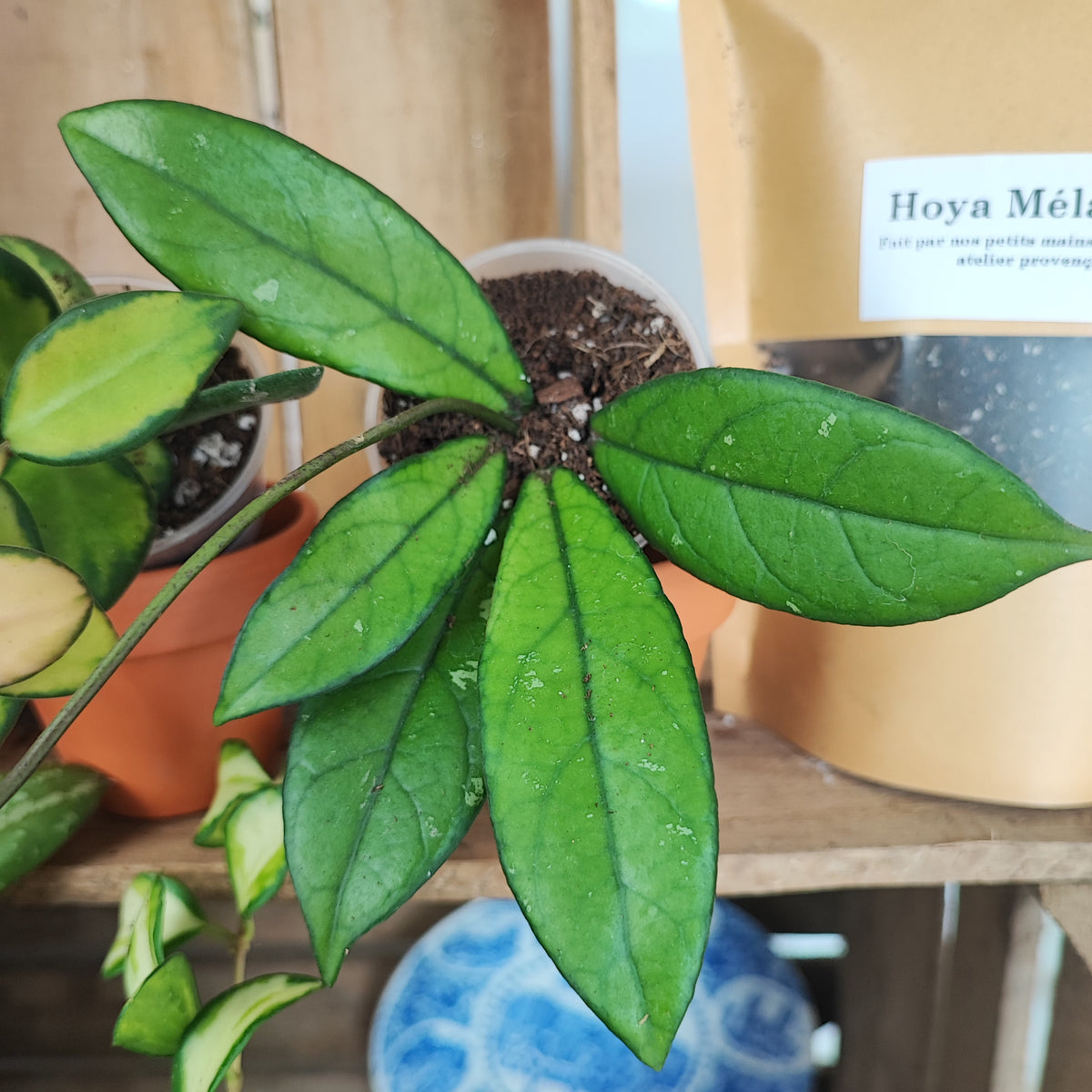 Lot HOYA: compacta hindu rope,hoya heuschkeliana variegata, hoya burtoniae variegata, Hoya sigillatis round leaves, hoya crassipetiolata monjungle