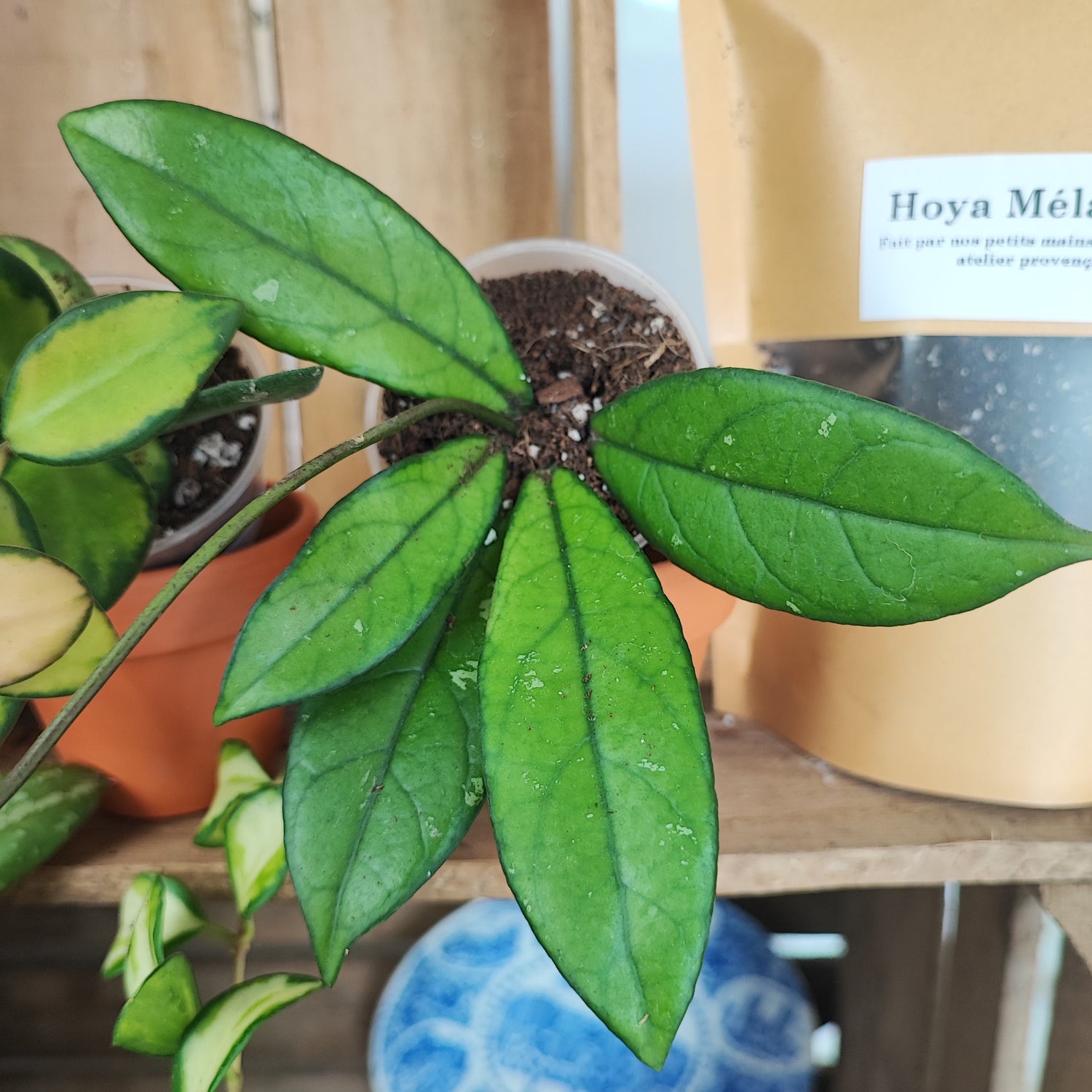 Lot HOYA: compacta hindu rope,hoya heuschkeliana variegata, hoya burtoniae variegata, Hoya sigillatis round leaves, hoya crassipetiolata