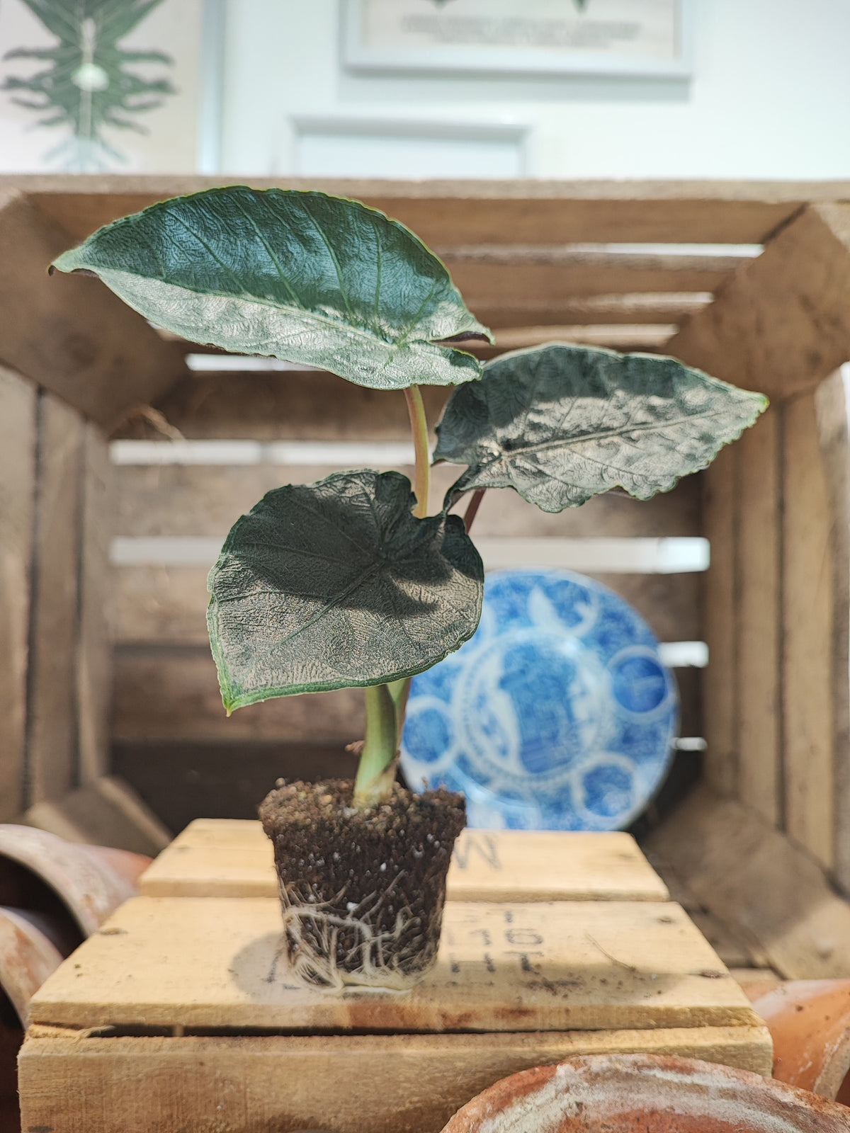 Alocasia Antoro Velvet monjungle