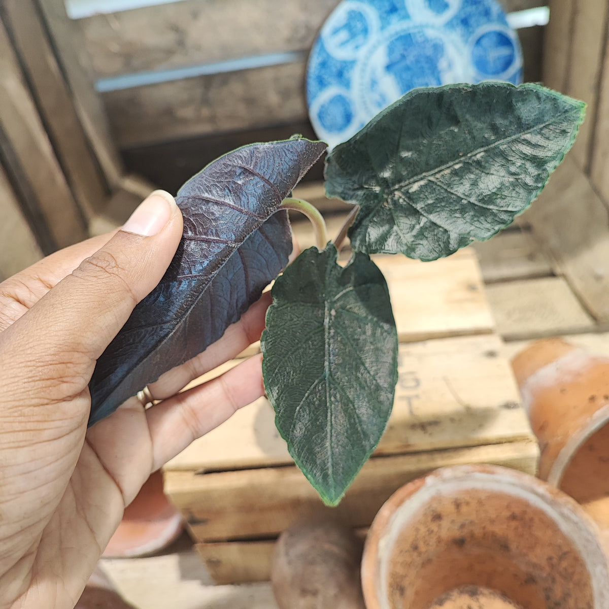 Alocasia Antoro Velvet monjungle