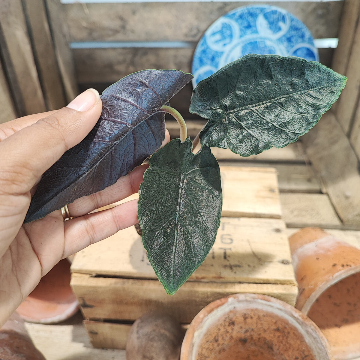 Alocasia Antoro Velvet monjungle