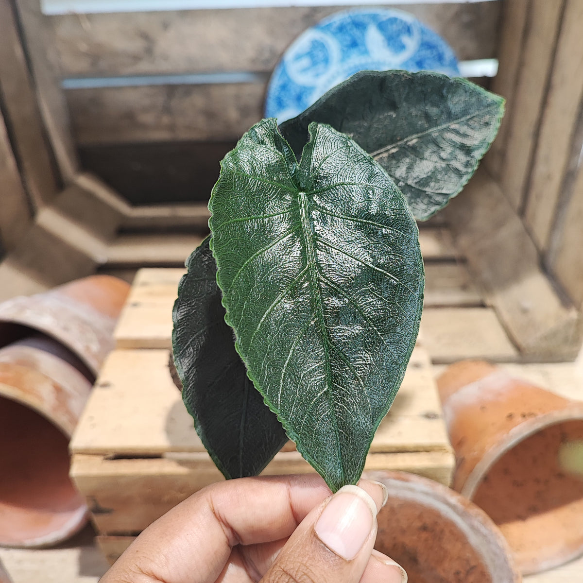 Alocasia Antoro Velvet monjungle