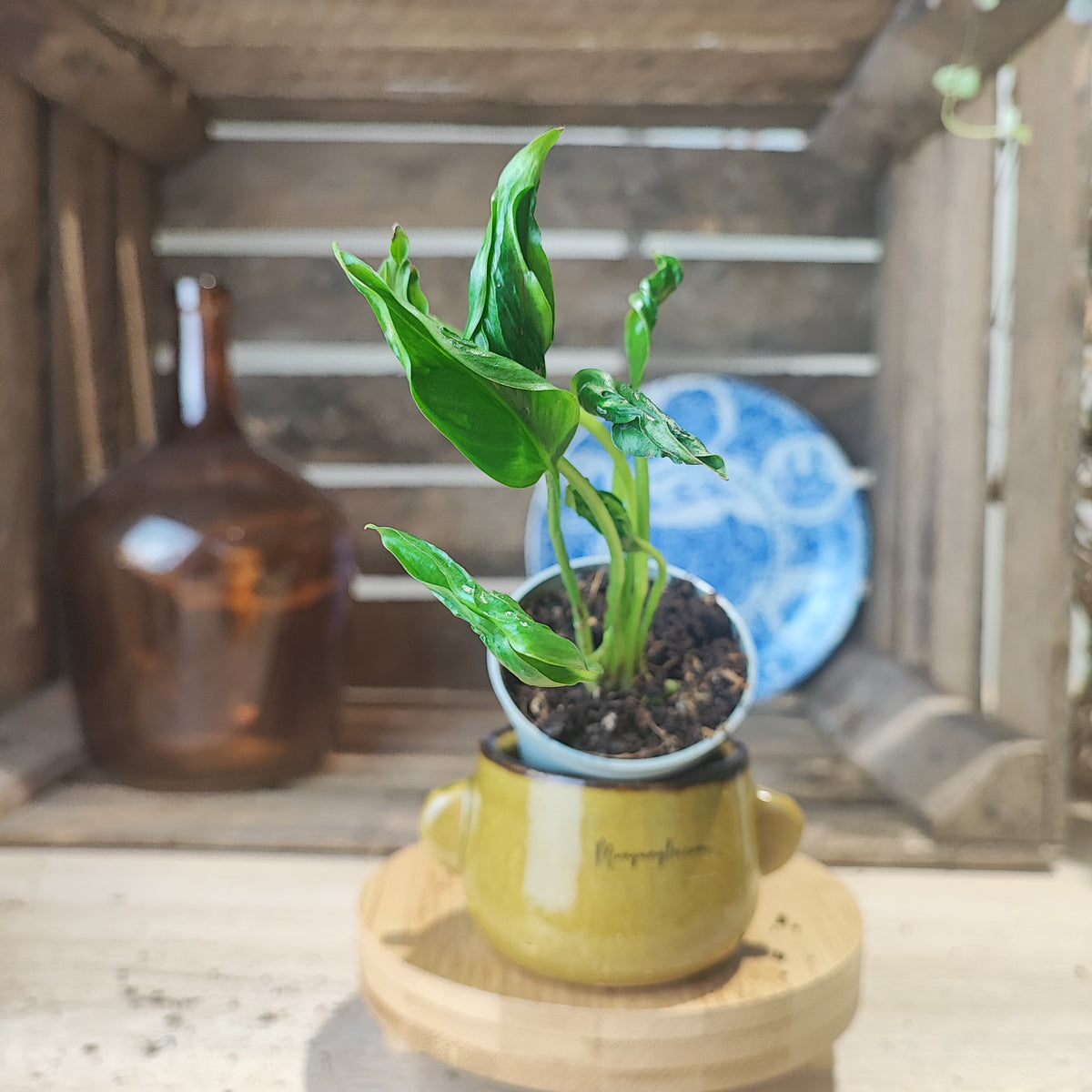Epipremnum Godzilla monjungle