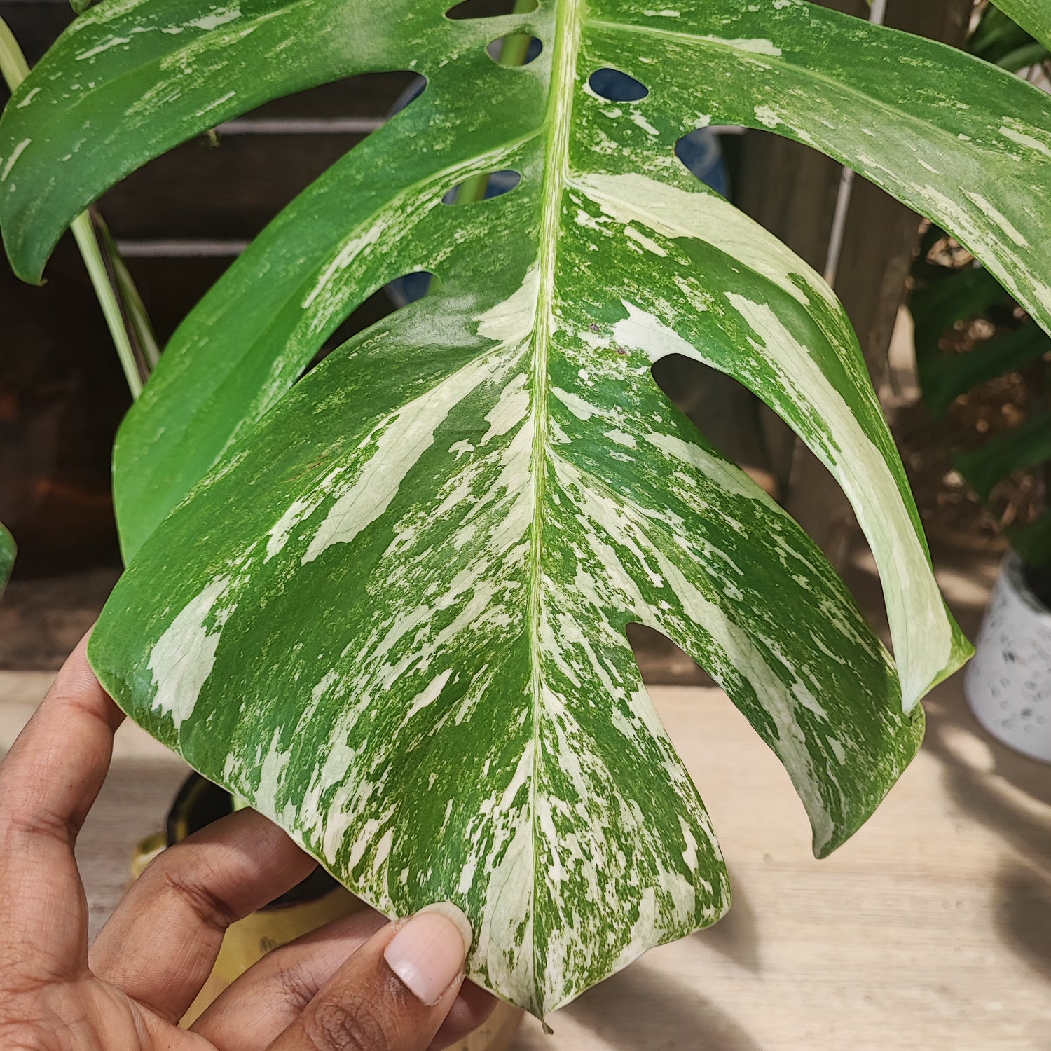 Cutting Monstera Variegated