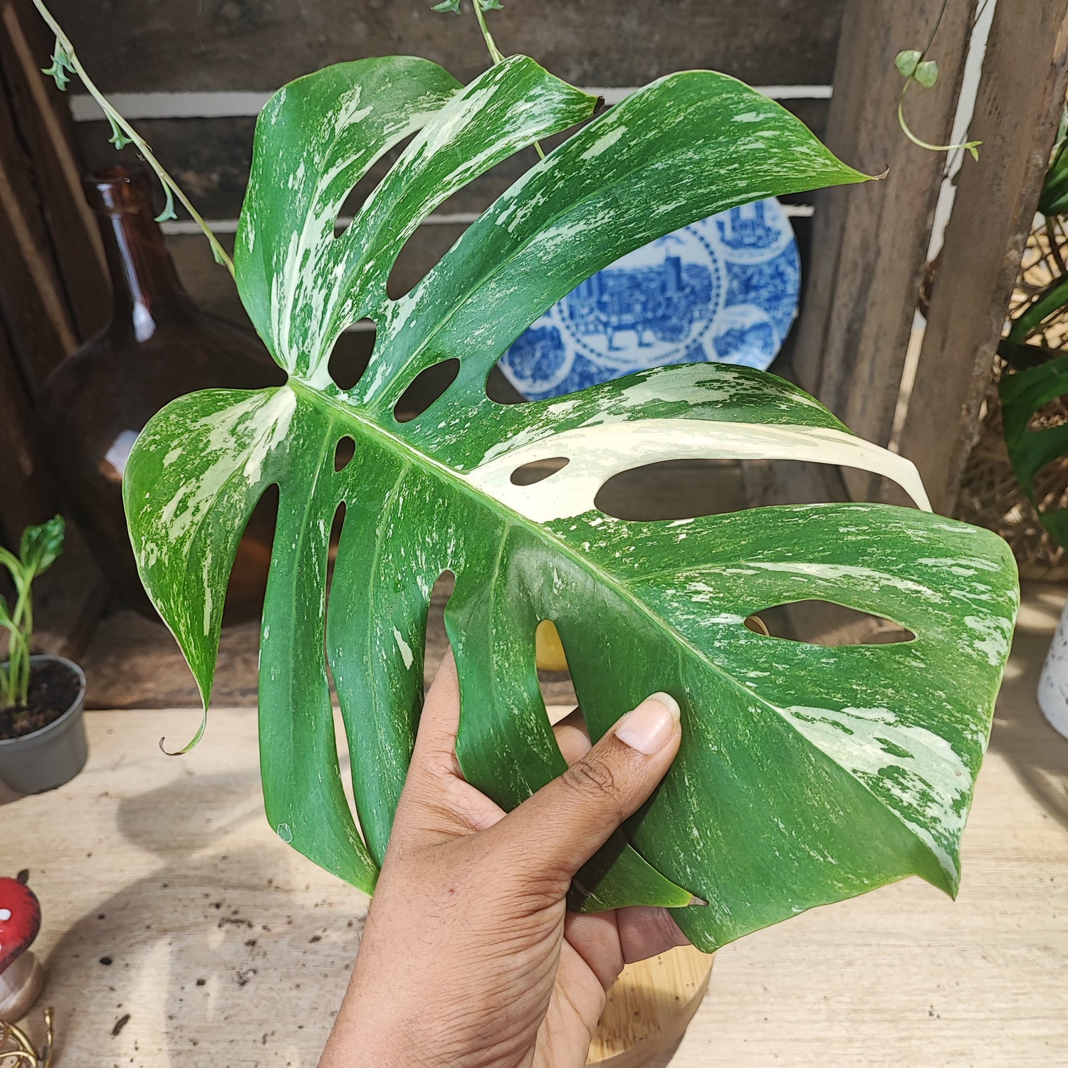 Cutting Monstera Variegated