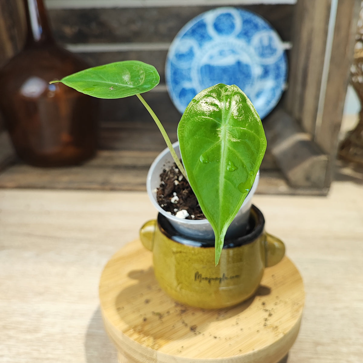 Alocasia Longiloba Silver S monjungle
