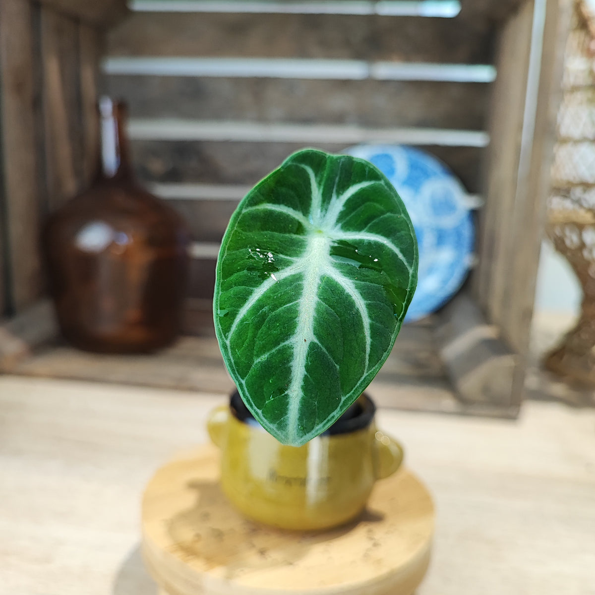 Alocasia Ninja bouture monjungle