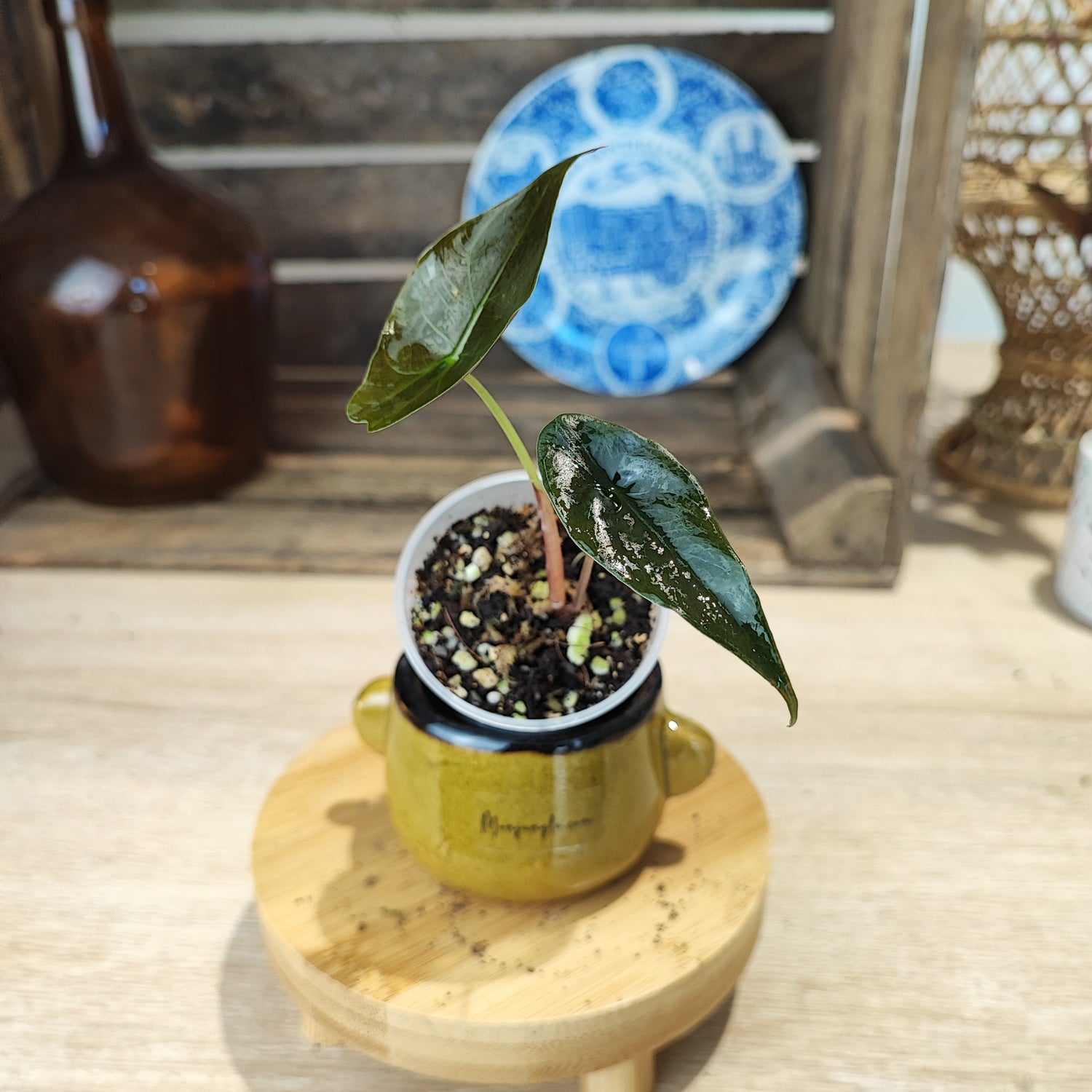 Alocasia chantrieri (S)