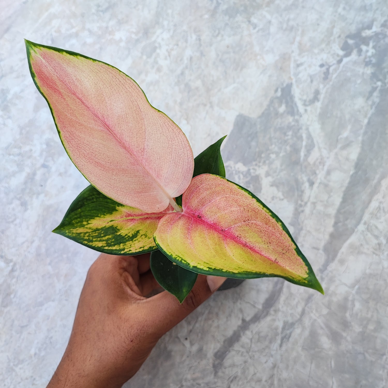 VRAC: Aglaonema Red Dragon